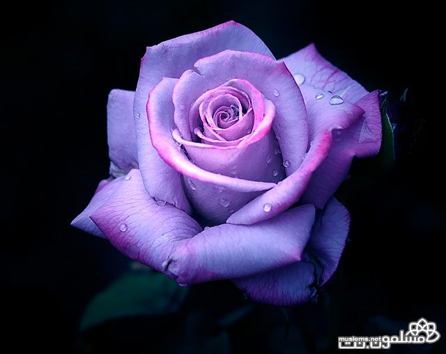 A purple Rose from an angel! | giovanna